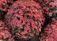 chryzantema Essi Flamingo Pink w pełni kwitnienia pokazuje oryginalny kolor koszyczków kwiatostanowych_fot. Gediflora