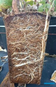 sadzonki maliny long cane