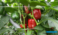 Owocowanie papryki w gospodarstwie Marcina Bednarka w połowie września