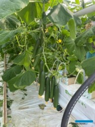 Plonowanie odmiany Mestana RZ latem, rośliny nie maj tendencji do zrzucania zawiązków owoców i w dobrych warunkach na jednym pędzie dorastała imponująca ich liczba