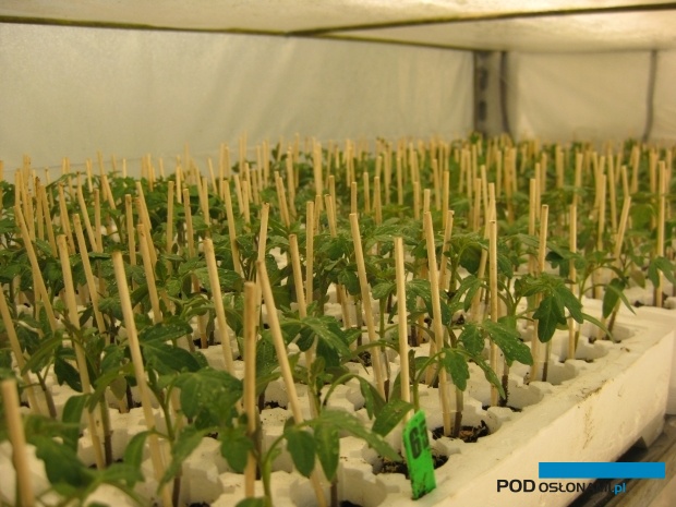 Zaszczepione siewki pomidora umieszcza się w tunelikach, w których początkowo utrzymuje się 100% wilgotności (widoczne zaparowane ściany tunelu)