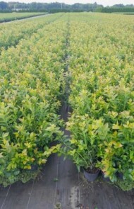 sadzonki borówki wysokiej