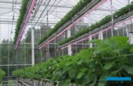 produkcja truskawek w Belgii