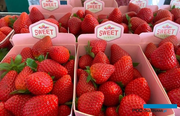 owoce truskawki premium
