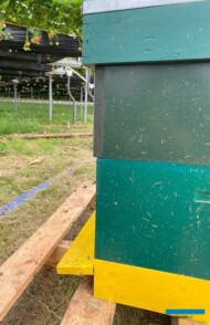 Ule z pszczołami pod daszkami