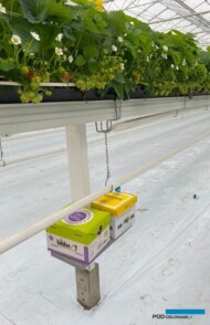 trzmieli do zapylania truskawki