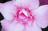 Mandeville_Sundaville-DoubleBlushPink_fot. A-Cecot