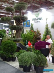 Ekspozycja firmy Triyanna Flowers z Izmiru (m.in. okazała oliwka)_Landscape Istanbul Fair 2023_fot. A-Cecot