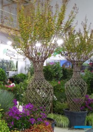 Lagerstroemia_firma Nergis Peyzaj_Landscape Istanbul Fair 2023_fot. A-Cecot
