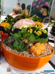 Kompozycja jesienna z kalanchoe_Queen Flowers-Turcja_Landscape Istanbul Fair 2023_fot. A-Cecot