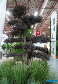 Loropetalum_DeltaFidancilik__Landscape Istanbul Fair 2023_fot. A-Cecot