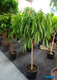 Ficus binnendijkii_firma Maki Plants_Landscape Istanbul Fair 2023_fot. A-Cecot
