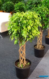 Ficus benjamina-Anastasia_firma Maki Plants_Landscape Istanbul Fair 2023_fot. A-Cecot