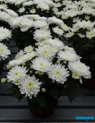 chryzantema Spirit_Floritec_FlowerTrials 2023_fot. A. Cecot