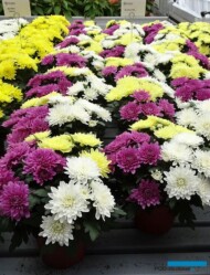 chryzantemy Da Vinci Mix_Floritec_FlowerTrials 2023_fot. A. Cecot