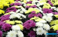 Kolorowe chryzantemowe "mixy" z trzech odmian z grupy Da Vinci (fot. A. Cecot)
