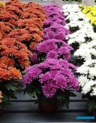chryzantemy z grupy Da Vinci-Dark Orange, Pink Dark, White i Yellow_Floritec_FlowerTrials 2023_fot. A. Cecot