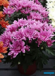chryzantema Dynamic Pink Dark_Floritec_FlowerTrials 2023_fot. A. Cecot