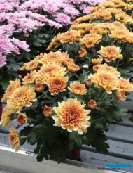 chryzantema Elixer Salmon_Floritec_FlowerTrials 2023_fot. A. Cecot