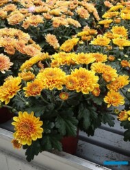 chryzantema Elixer Orange_Floritec_FlowerTrials 2023_fot. A. Cecot