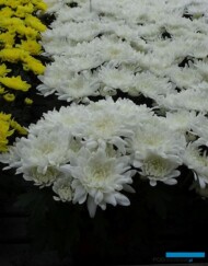chryzantema Swirl_Floritec_FlowerTrials 2023_fot. A. Cecot