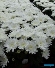 chryzantema Ghost_Floritec_FlowerTrials 2023_fot. A. Cecot