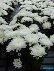 chryzantema Cure_Floritec_FlowerTrials 2023_fot. A. Cecot