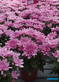 chryzantema Amy Dark_Floritec_FlowerTrials 2023_fot. A. Cecot