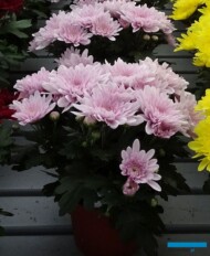 chryzantema Beatles Pink_Floritec_FlowerTrials 2023_fot. A. Cecot