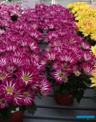 chryzantema Sia_Floritec w Honselersdijk w Holandii_FlowerTrials 2023_fot. A. Cecot