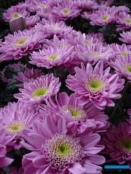 Chryzantema gałązkowa-Marshmello_Floritec_2023_fot. A. Cecot