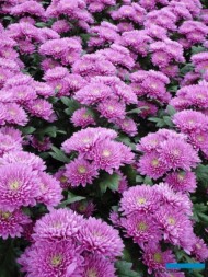 Chryzantema gałązkowa-Romance Purple_Floritec_2023_fot. A. Cecot