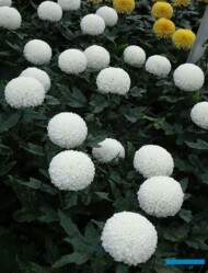 Chryzantema-Laporta_Floritec_2023_fot. A. Cecot