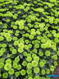 Chryzantema Lorenzo - odmiana Santini_Floritec_2023_fot. A. Cecot