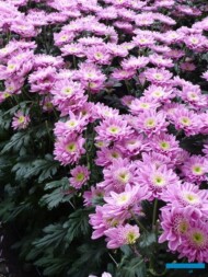 Chryzantema gałązkowa-Marshmello_Floritec_2023_fot. A. Cecot