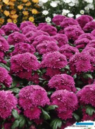 Chryzantema gałązkowa-Daniela_Floritec_2023_fot. A. Cecot