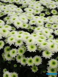 Chryzantema gałązkowa-Ramazzotti_Floritec_2023_fot. A. Cecot