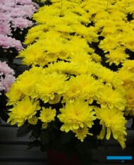chryzantema Goldband_Floritec_FlowerTrials 2023_fot. A. Cecot