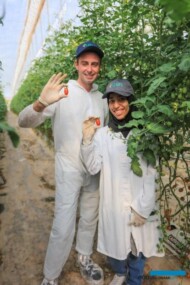 W Maroku w testach na podłożu z węgla brunatnego uprawiane są m.in. pomidory koktajlowe