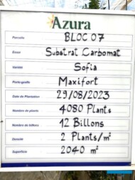 W testach na podłożu Carbomat uprawiana jest odmiana Sofia szczepiona na podkładce Maxifort