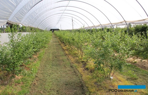 borówki w tunelu foliowym