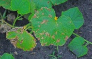 Mączniak rzekomy na ogórku