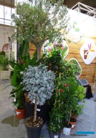 Rosliny egzotyczne-srodziemnomorskie_GMF-Group_Gardenia 2023_fot. A-Cecot