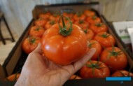 Pomidor czerwony E15B.42750 o wysokiej odporności na ToBRFV