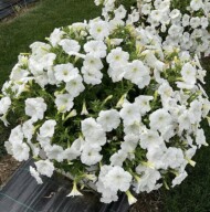 Petunia Top-Tunia White 22_Gruppo Padana_Legano