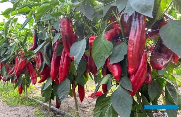 Papryka typu Dulce Italiano