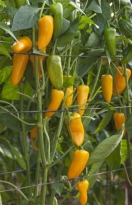 papryka Sunakku Yuzu