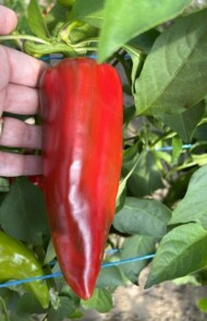 Crispyred