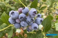 jakość owoców borówki