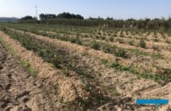 warstwa ściółki organicznej